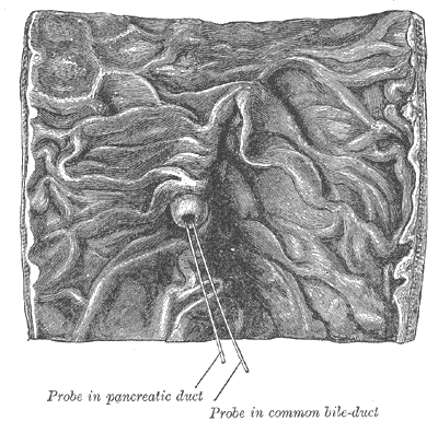 Sphincter of Oddi