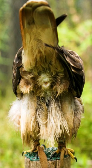 The Cloaca