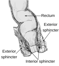 Internal Anal Sphincter