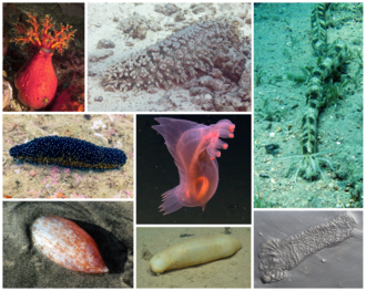 The Pearlfish Sublet